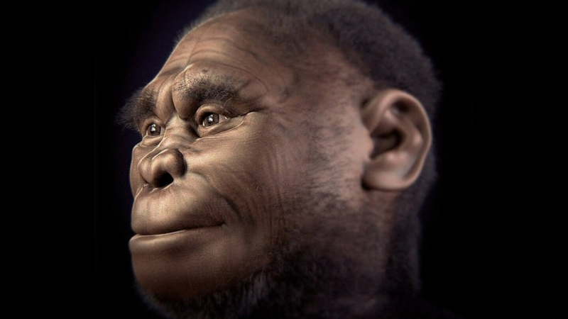 Реконструкция облика Homo floresiensis.