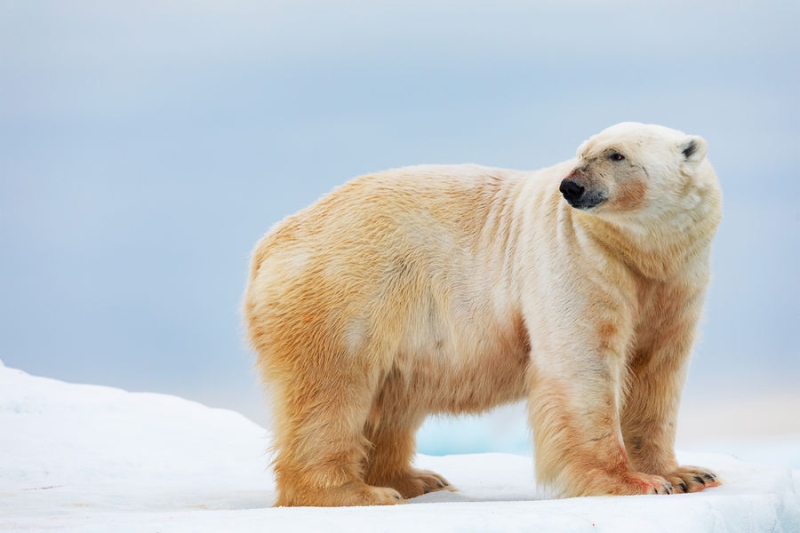 Ecology: белые медведи получают глубокие рваные раны из-за обледенения лап