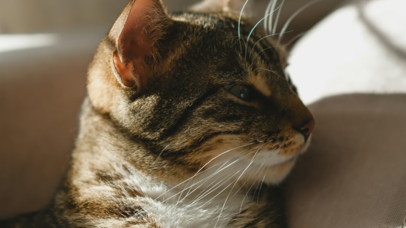 полосатая кошка смотрит в сторону, кошка лежит, локскрин