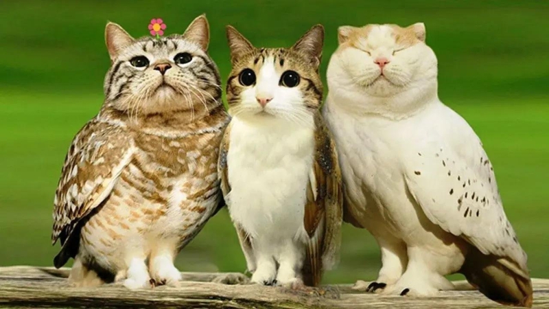 Кто такой мяуль: почему соцсети сошли с ума от кошкосовы, сгенерированной через нейросети