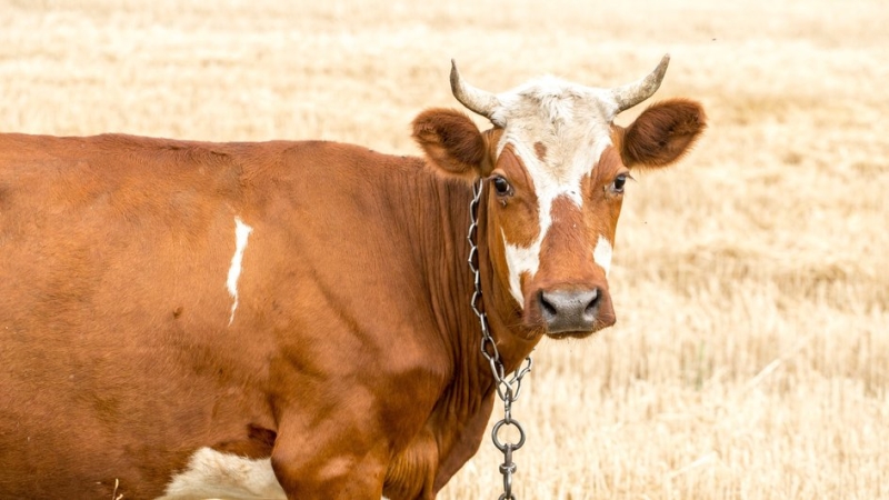 Корова пасется на лугу