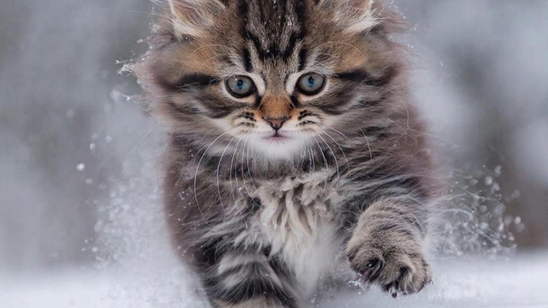 котенок (Изображение ГигаЧат)