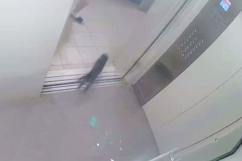 Полиция ищет мужчину, которые бросил кошку об зеркало в лифте и разбил его