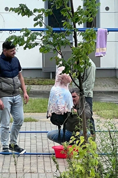 Полиция проводит проверку в Новой Москве после раздела барана на детской площадке