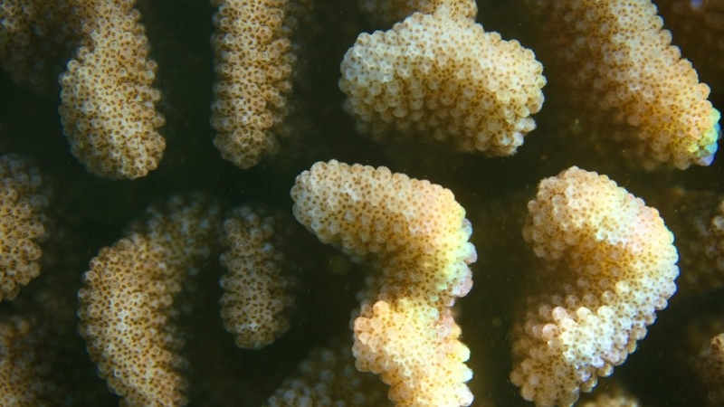 Морские губки