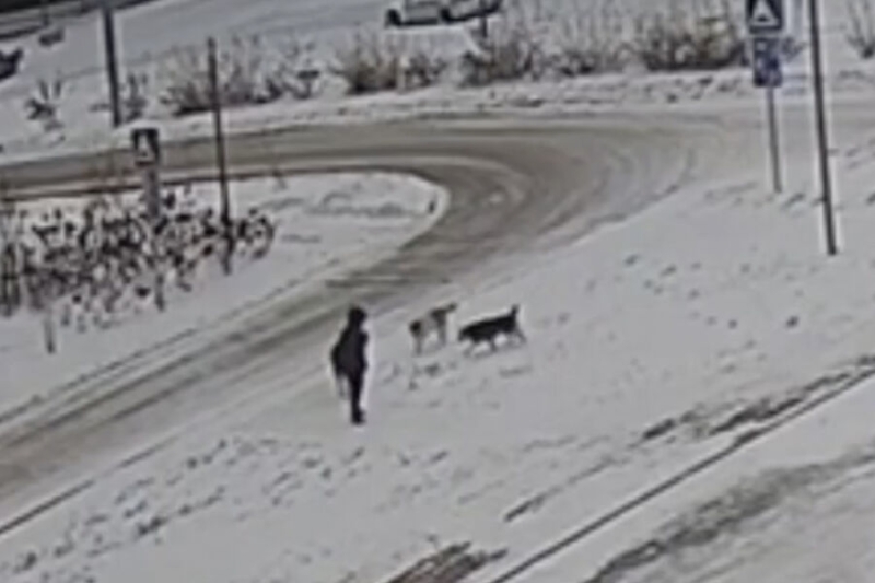 В Томске автомобилист спас ребенка от стаи собак
